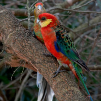 Western Rosella